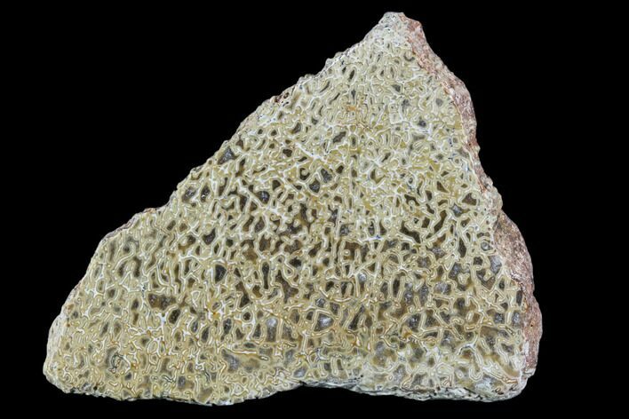 Polished Dinosaur Bone (Gembone) Section - Morocco #107015
